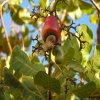 Cashew Fruit on tree
